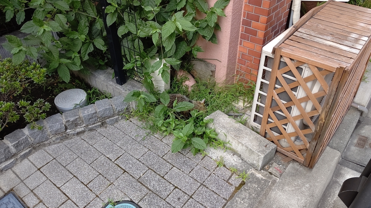 f:id:mikyo-ya:20210730085727j:plain