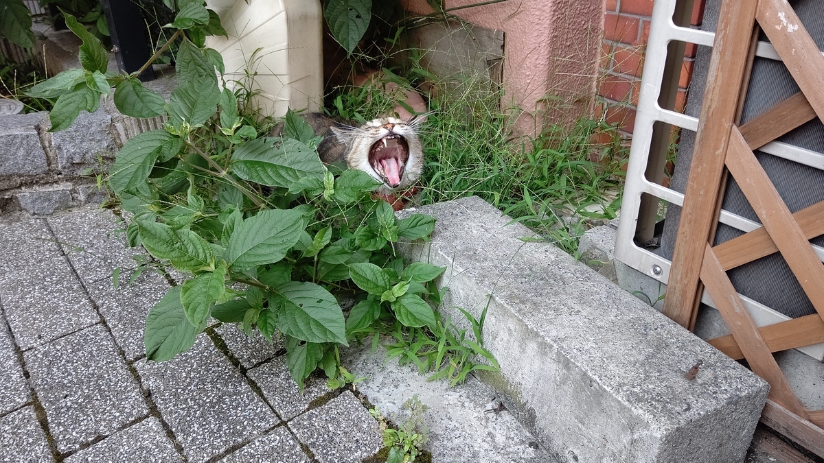 f:id:mikyo-ya:20210804082631j:plain