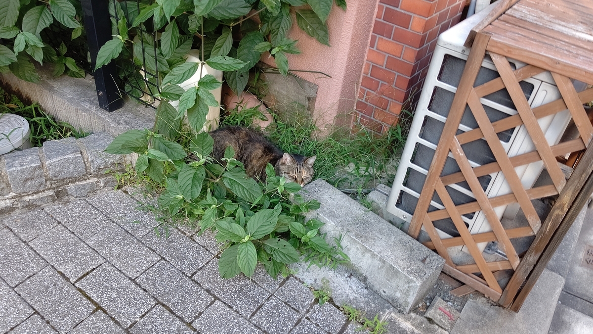 f:id:mikyo-ya:20210805085219j:plain