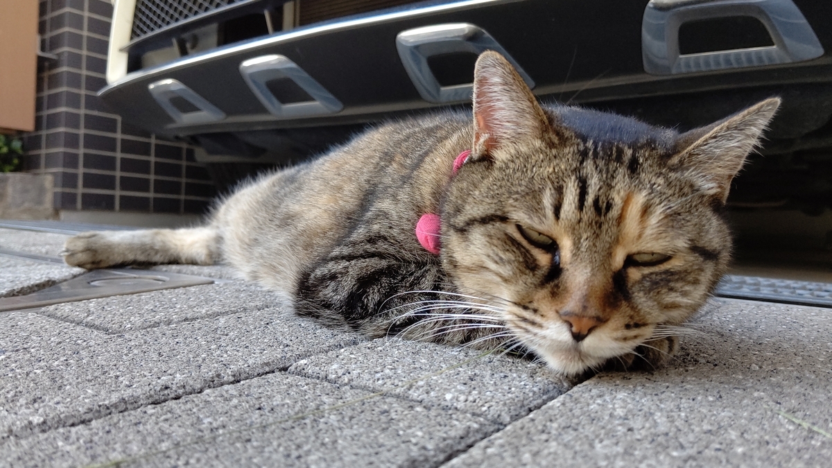 f:id:mikyo-ya:20210921085228j:plain