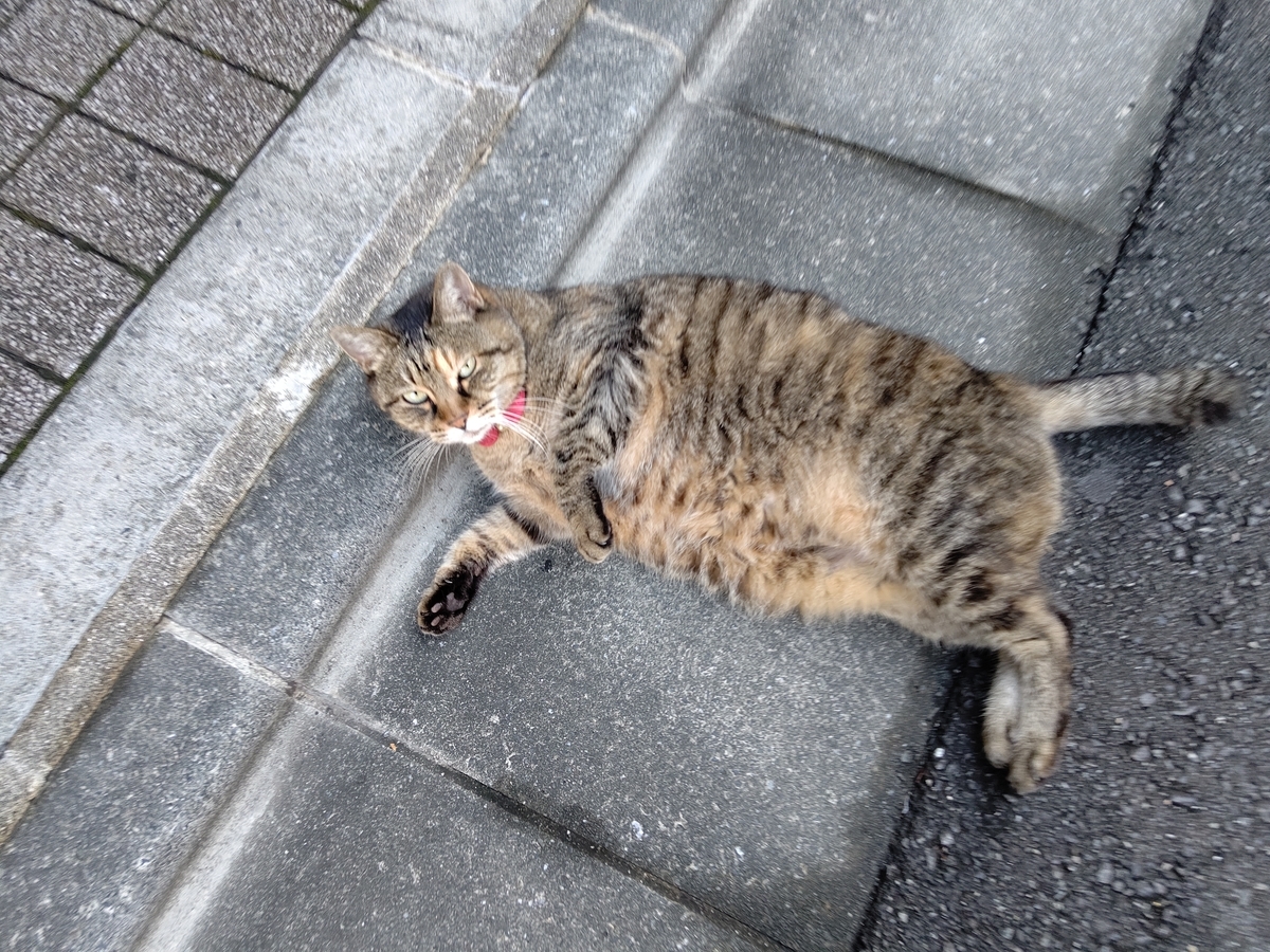 f:id:mikyo-ya:20210924090838j:plain