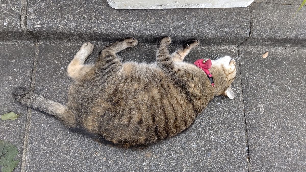 f:id:mikyo-ya:20211001000806j:plain