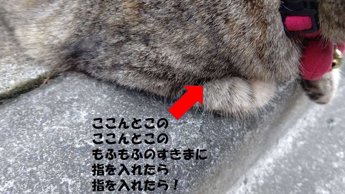 f:id:mikyo-ya:20211105081938j:plain
