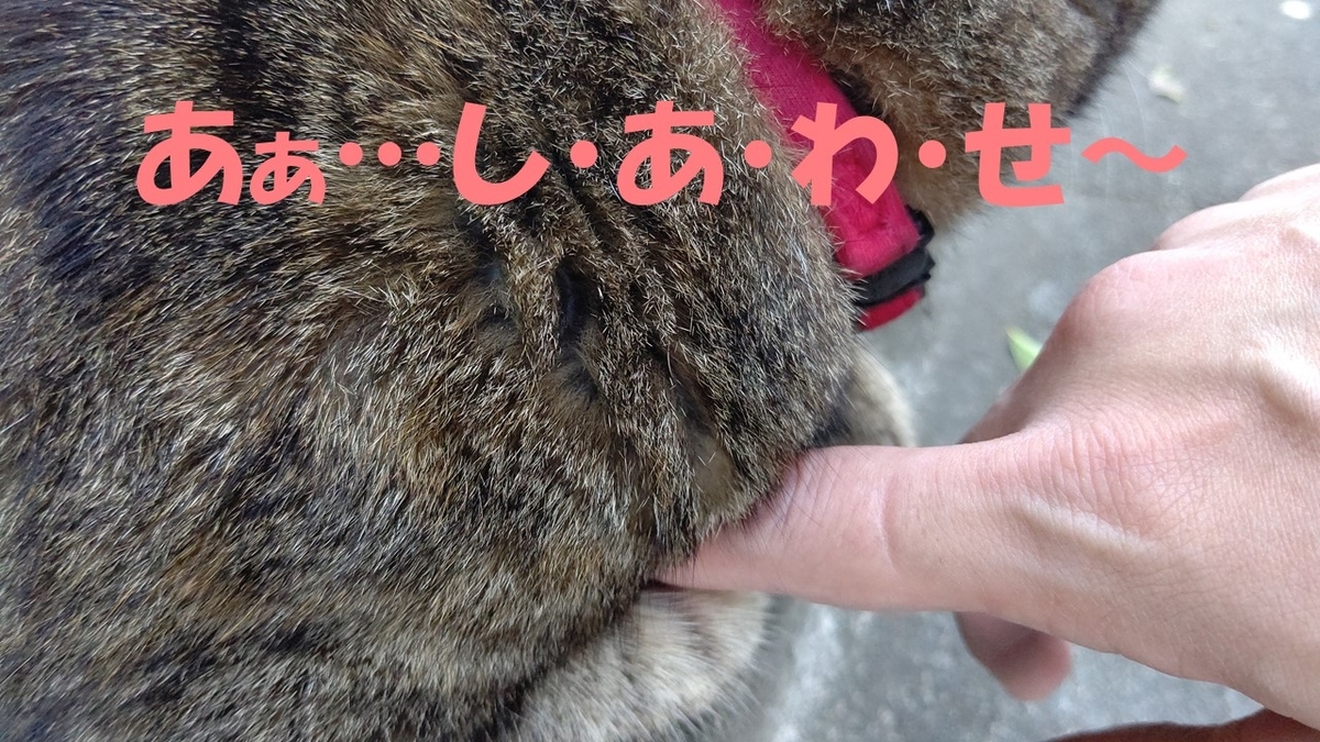 f:id:mikyo-ya:20211105082013j:plain