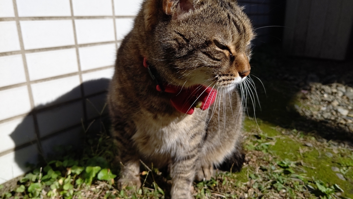 f:id:mikyo-ya:20211119090043j:plain