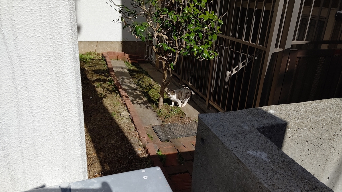 f:id:mikyo-ya:20220309083915j:plain