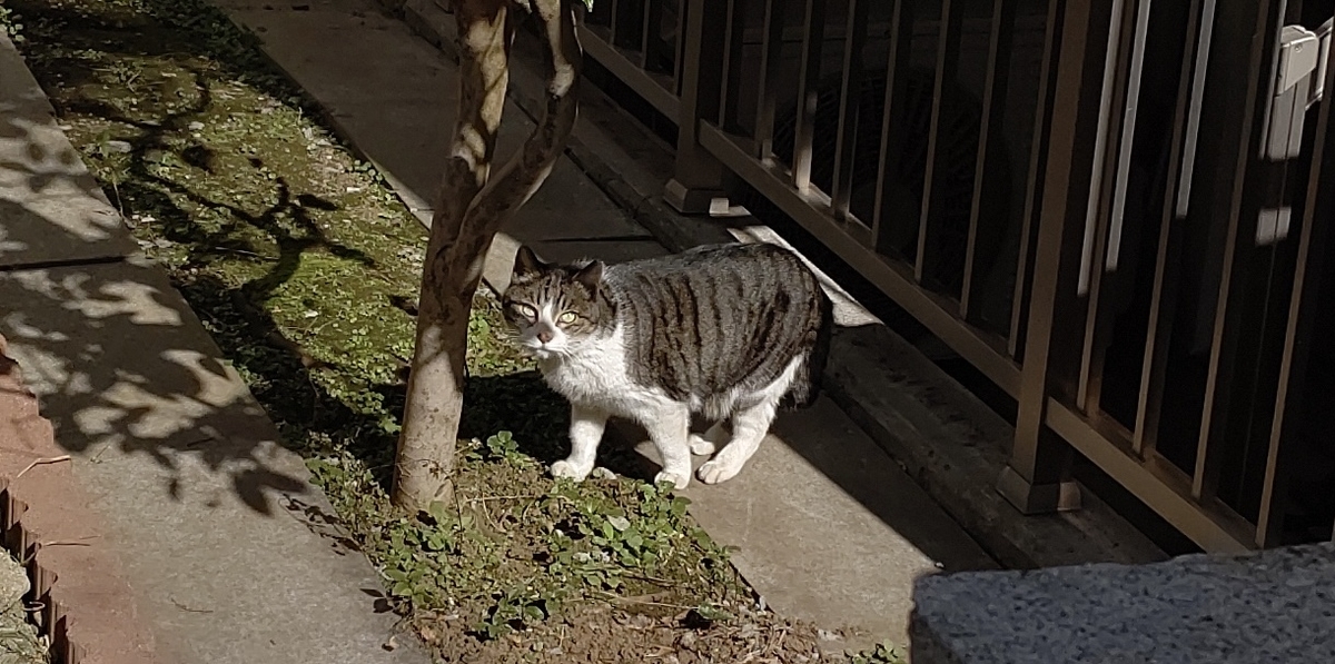 f:id:mikyo-ya:20220309084145j:plain