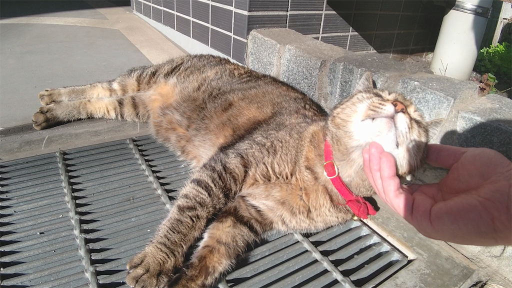 f:id:mikyo-ya:20221118090501p:image f:id:mikyo-ya:20221118090501p:image