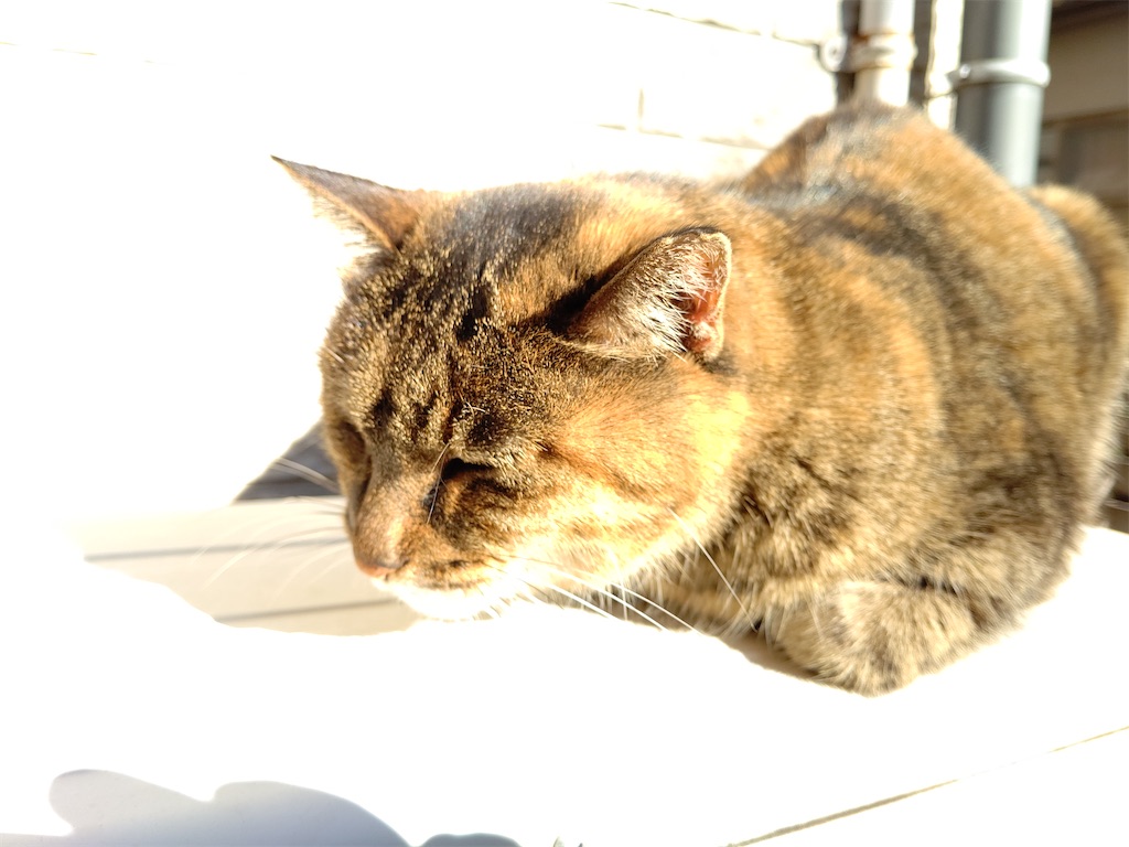 f:id:mikyo-ya:20230309090125j:image f:id:mikyo-ya:20230309090125j:image