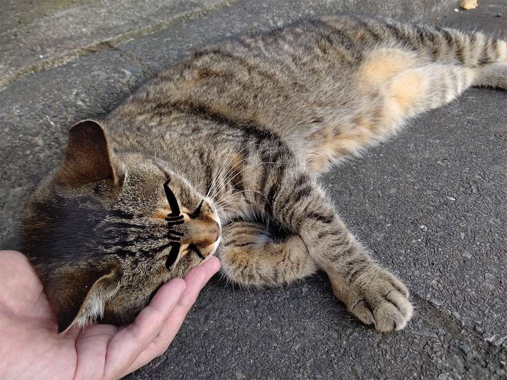f:id:mikyo-ya:20230705211957j:image f:id:mikyo-ya:20230705211957j:image