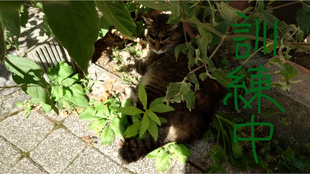 f:id:mikyo-ya:20231010201528j:image