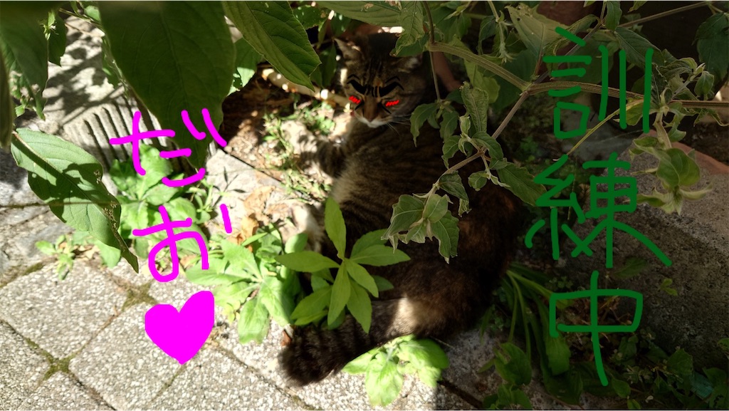 f:id:mikyo-ya:20231010201551j:image