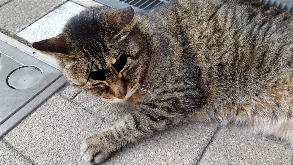 f:id:mikyo-ya:20240415173005j:image f:id:mikyo-ya:20240415173005j:image