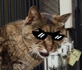 sukeban