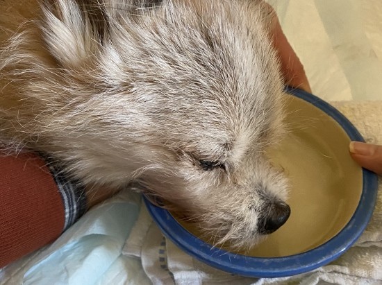 f:id:milan802:20210418235110j:plain