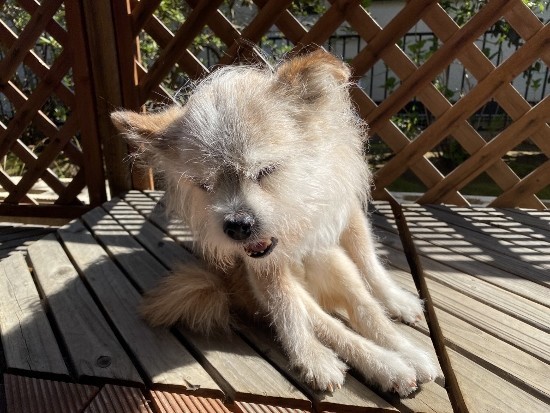 f:id:milan802:20210418235736j:plain