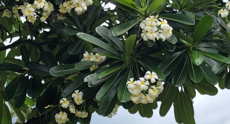 f:id:mile-de-hawa111:20190717115019j:plain ハワイのアラモアナ公園