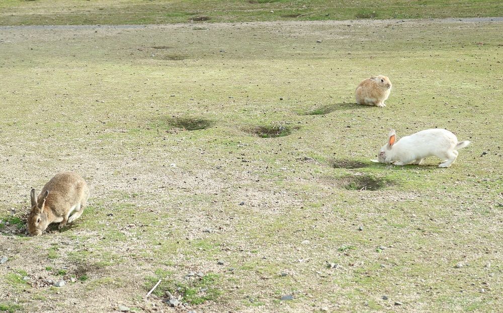 大久野島