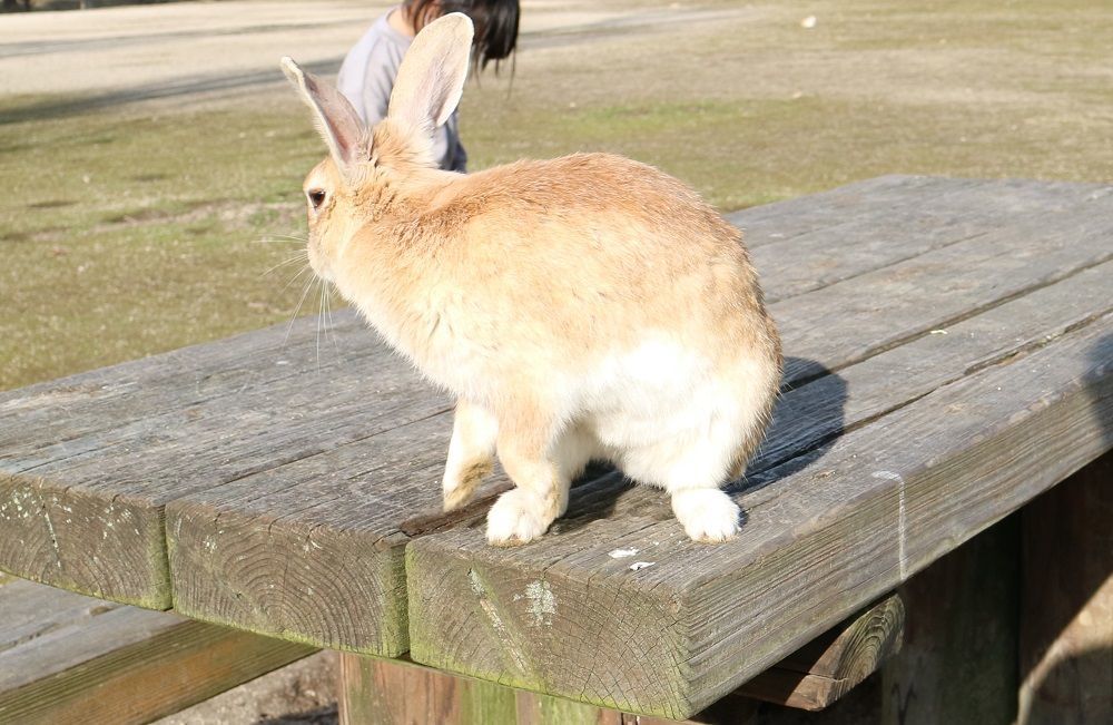 大久野島