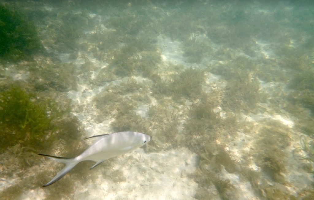 f:id:mileagelove:20161010210704j:plain