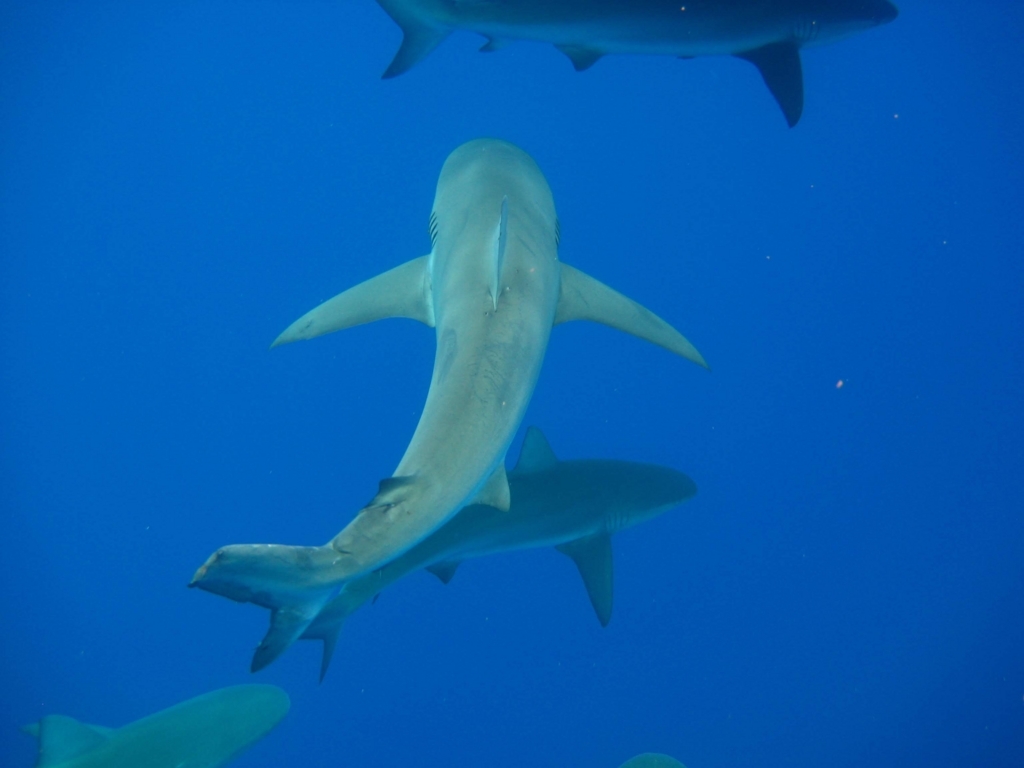 f:id:miledemairu:20180815171219j:plain