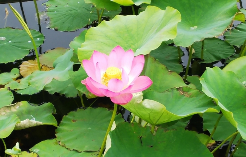 佐原あやめパーク_はす