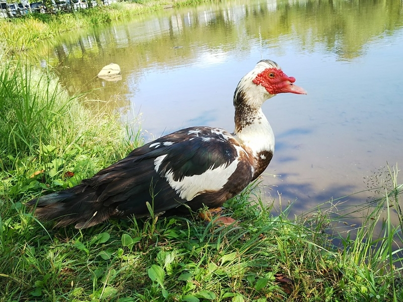 土浦乙戸沼公園_バリケン