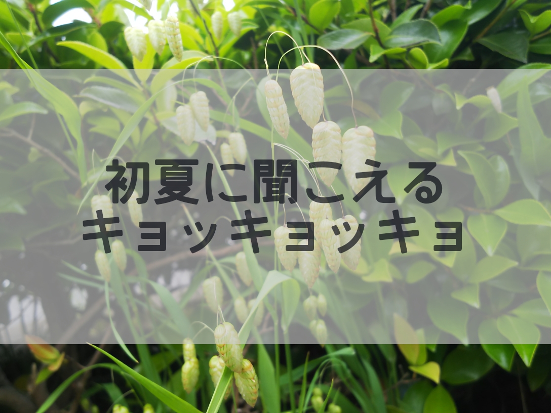 f:id:milestone0123:20210519113907j:plain