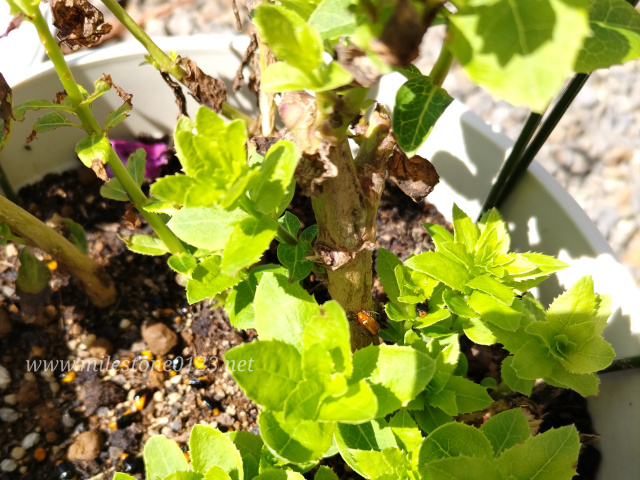 クロウリハムシ_キキョウ