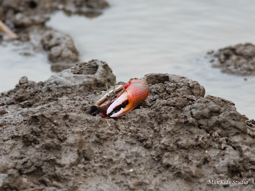 f:id:milkkids:20190629231950j:image f:id:milkkids:20190629231950j:image