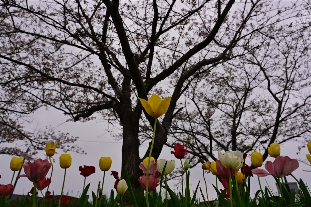 f:id:milkkids:20240416211102j:image f:id:milkkids:20240416211102j:image