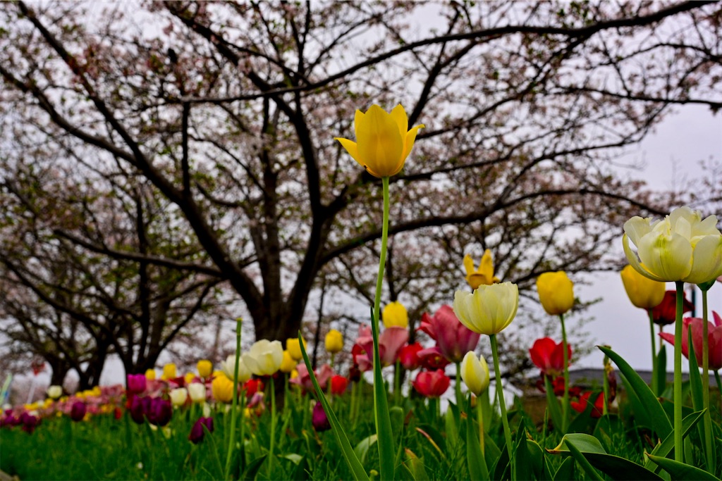 f:id:milkkids:20240416211122j:image f:id:milkkids:20240416211122j:image