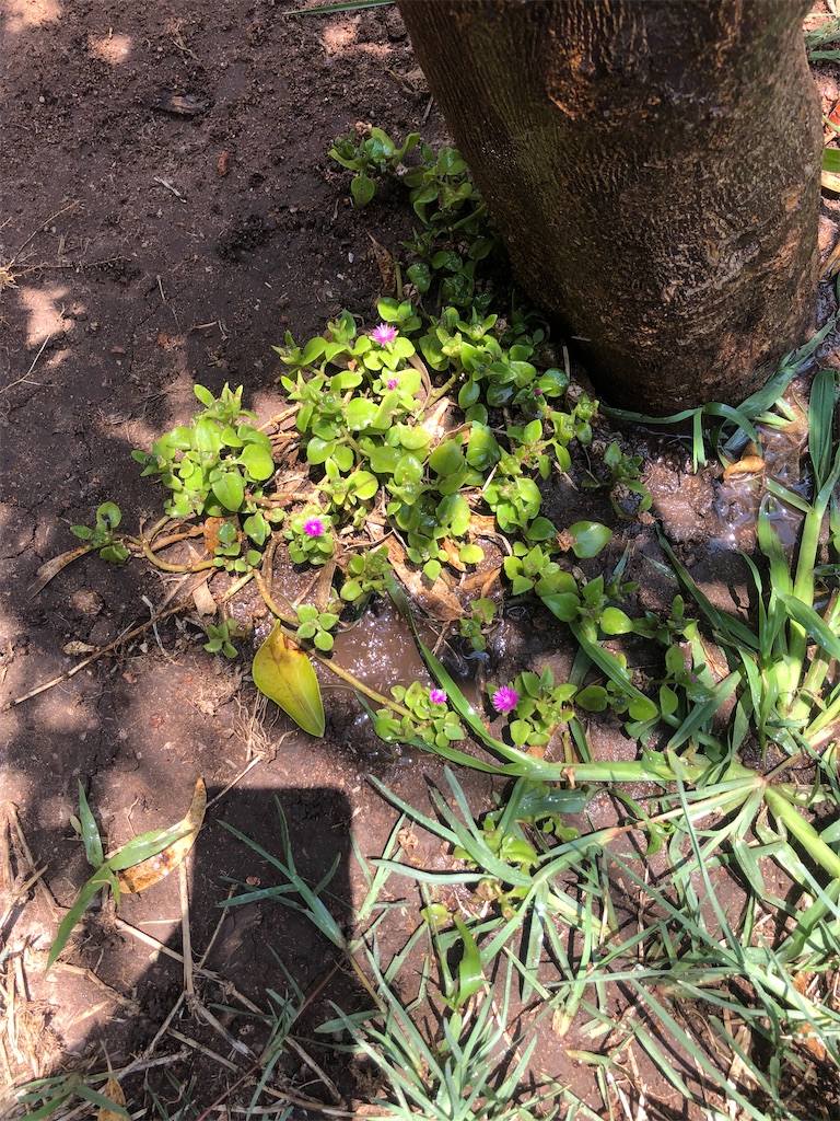 f:id:milkmexico:20230711115704j:image