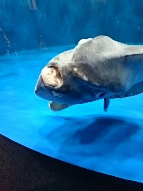 f:id:milkmooncake:20151103155615p:plain