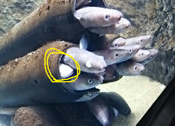 f:id:milkmooncake:20151103155817p:plain