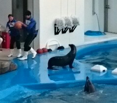 f:id:milkmooncake:20151103161412p:plain