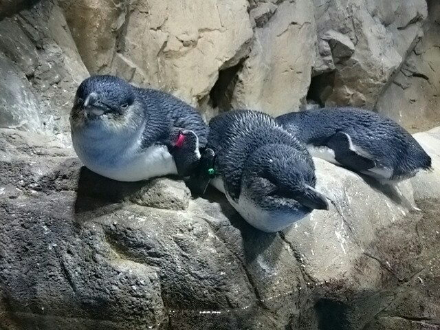 f:id:milkmooncake:20151103161617p:plain