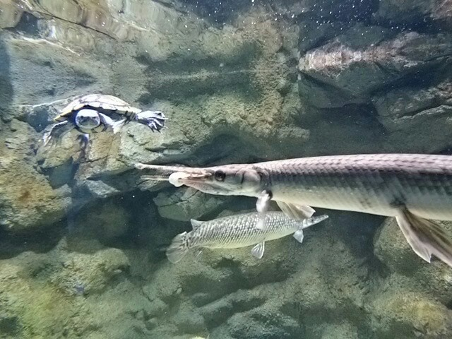 f:id:milkmooncake:20151103161651p:plain