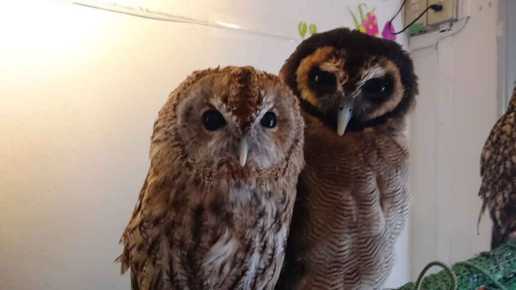 f:id:milkmooncake:20151113224134p:plain f:id:milkmooncake:20151113224134p:plain