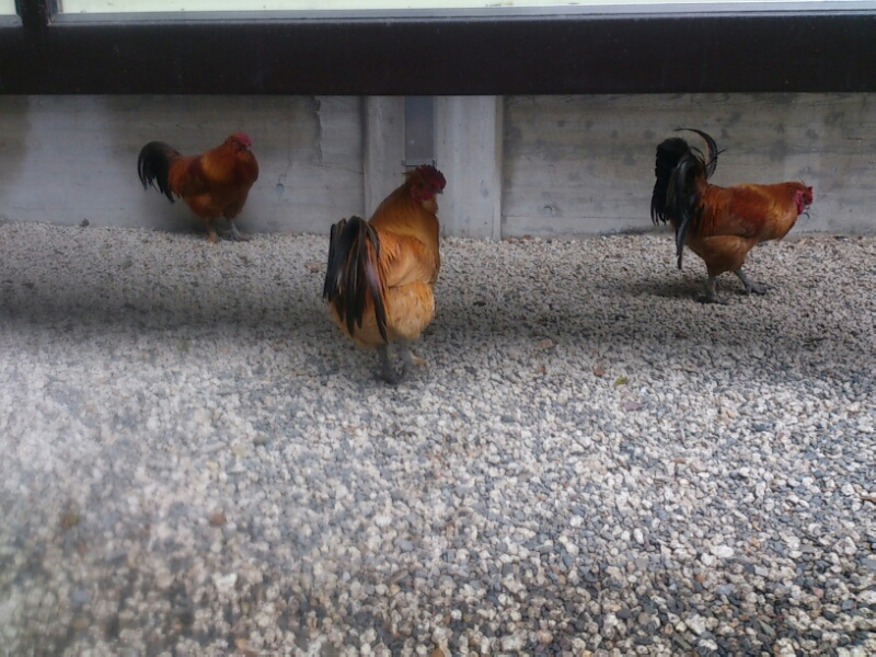 f:id:milkmooncake:20151228001320p:plain