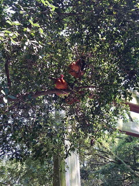 f:id:milkmooncake:20151228001616p:plain