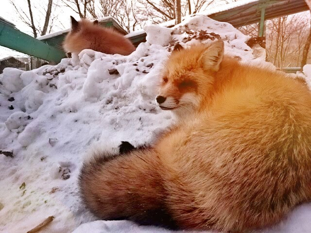 f:id:milkmooncake:20160105224926p:plain f:id:milkmooncake:20160105224926p:plain