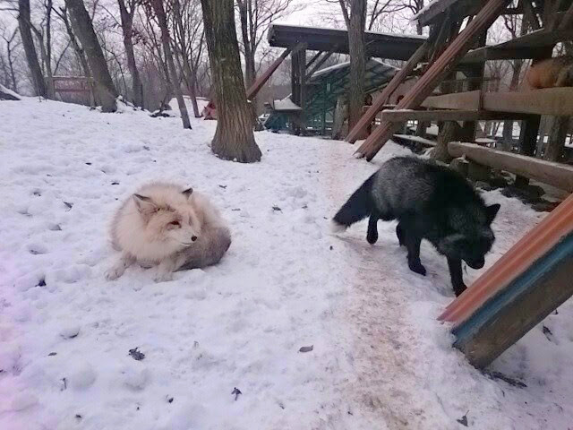 f:id:milkmooncake:20160111220203p:plain f:id:milkmooncake:20160111220203p:plain