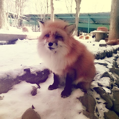 f:id:milkmooncake:20160111220908p:plain f:id:milkmooncake:20160111220908p:plain