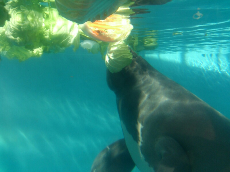 f:id:milkmooncake:20160402192354p:plain