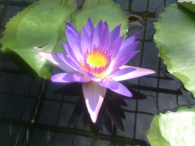 f:id:milkmooncake:20160402192843p:plain