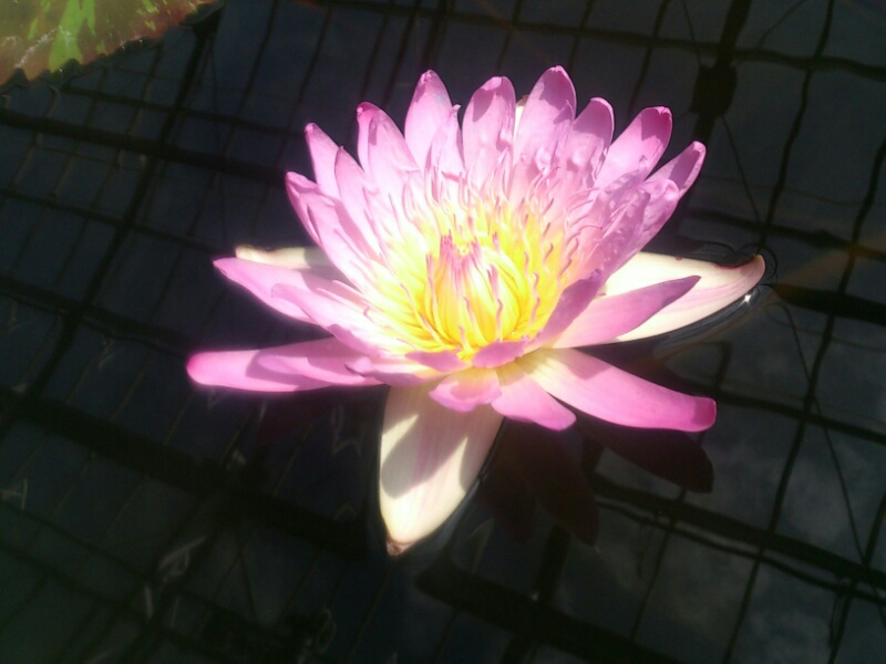 f:id:milkmooncake:20160402192856p:plain