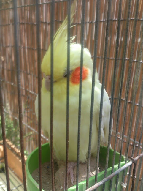 f:id:milkmooncake:20160402193136p:plain