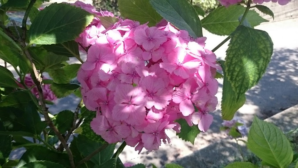 f:id:milkmooncake:20160716171504p:plain