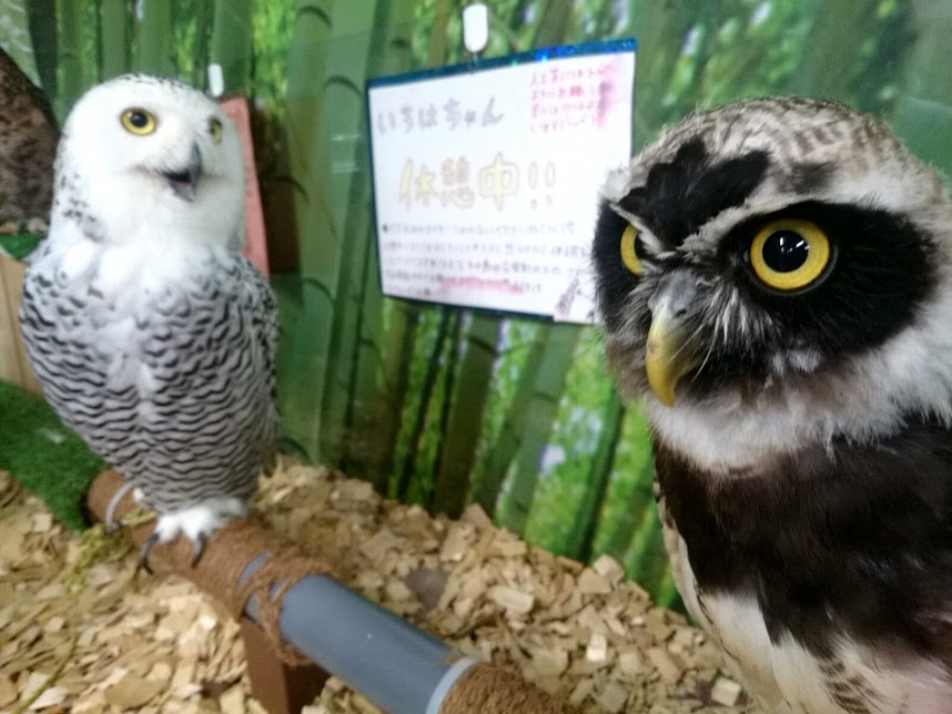 f:id:milkmooncake:20160730113554p:plain f:id:milkmooncake:20160730113554p:plain